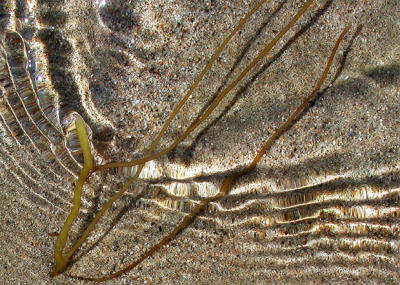 Sea Kelp  Water Dance.jpg