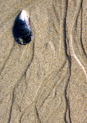 Shell and Sand Patterns.jpg