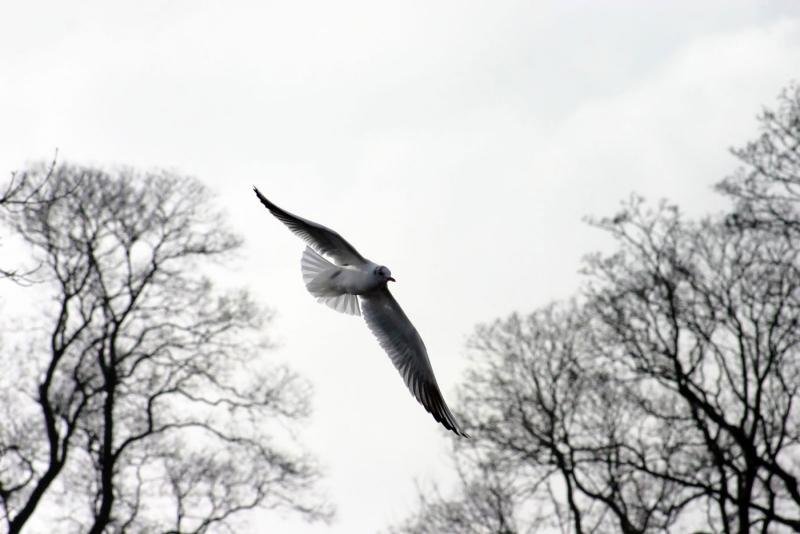 Frozen bird