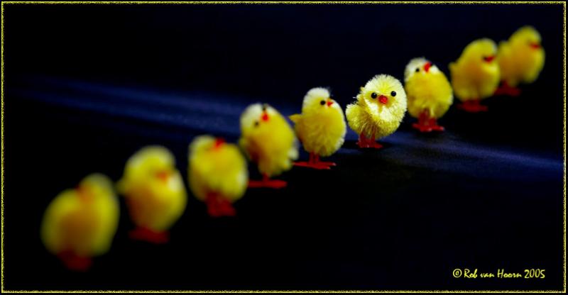 <b>3rd Place</b><br> Easter Focus Test *