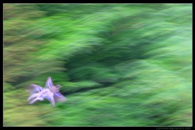 Blurred Flight*by Wismie