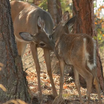 Mother and Child*by Douglas Morgan