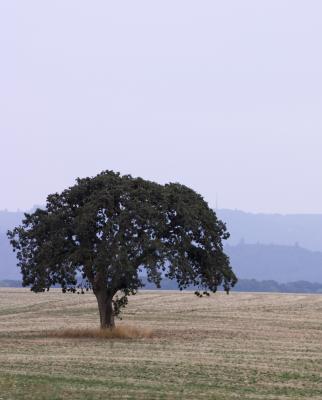 The Lone Oak