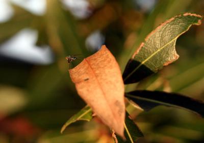 Alone on a Leaf  by Lisafx