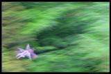 <b>Blurred Flight</b>*<br>by Wismie