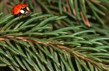<b>*Look Before You Leap*</b><br>by Jeremy Kindy