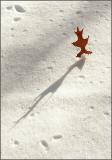 <b>Its gonna be a looong winter... </b> *<br> <FONT size=2>by Lev Bass</FONT>
