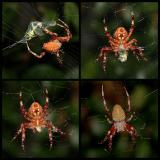 <b>Having a Visitor for Lunch</B><br><font size=1>by johnebones