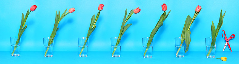 <B>Red Wins</B><br>*by iso3200