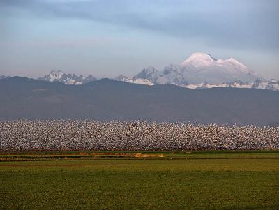 Snow Geese Liftoff