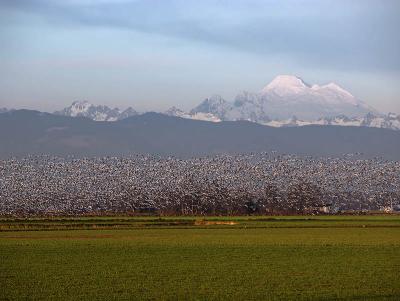 Snow Geese Mass Ascension