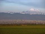 Snow Geese Liftoff