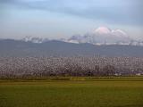 Snow Geese Mass Ascension