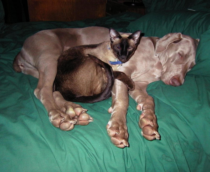 Best Friends by D.Tallakson<br><b>Ineligible for voting</b>
