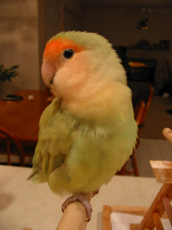 <b>Love for a Love Bird?</b><br><sub>by Radiant Saint</sub>