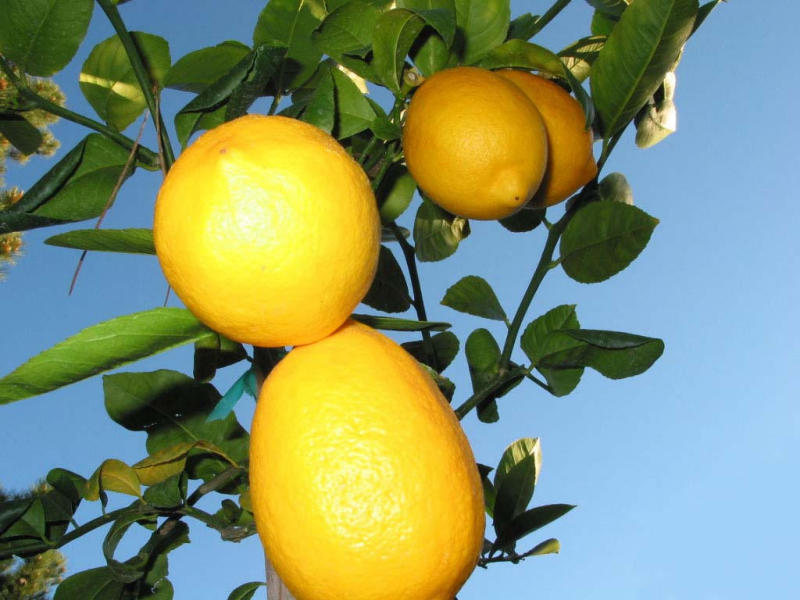 Bright Lemon Sky with Pine Needles