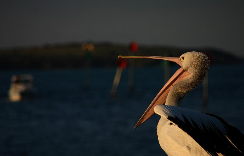Triangular beak   *