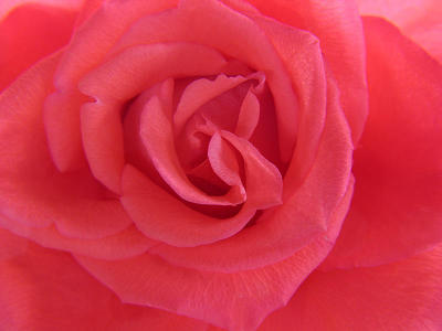 Red RoseJan Castermans02/10/2002Canon G2