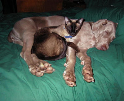 Best Friends by D.TallaksonIneligible for voting
