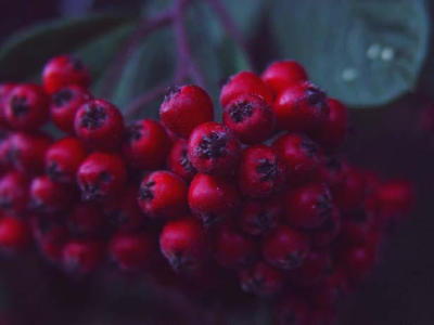 Wild Berries