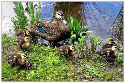 Pride in the family (*)
