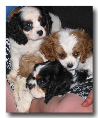Puppy Love *