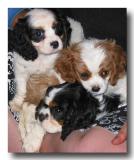 Puppy Love *