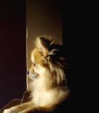 Sun Dog *