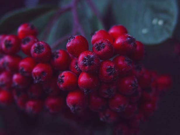 Wild Berries