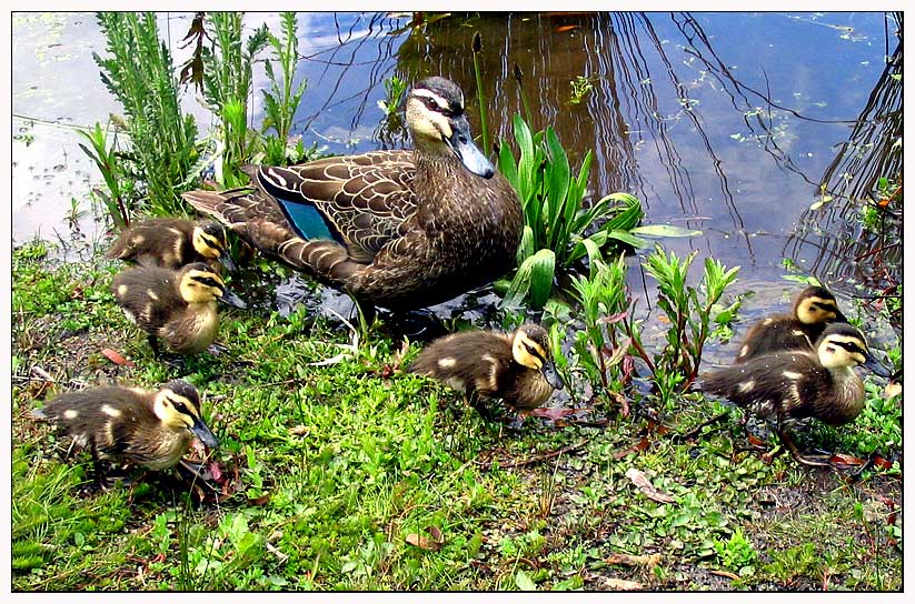 Pride in the family (*)