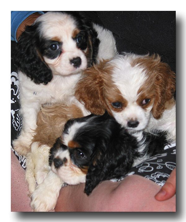 Puppy Love *