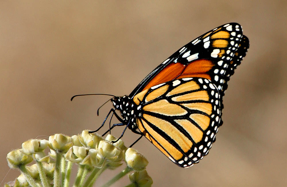 Triangular butterfly   *