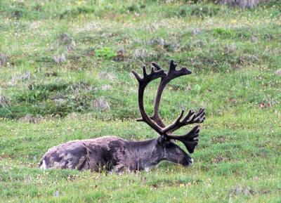 Caribou resting