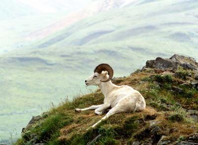 Dall Sheep; Polychrome Pass, Denali N.P.