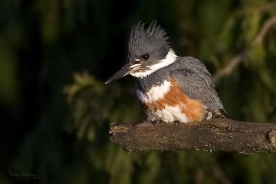 Kingfisher