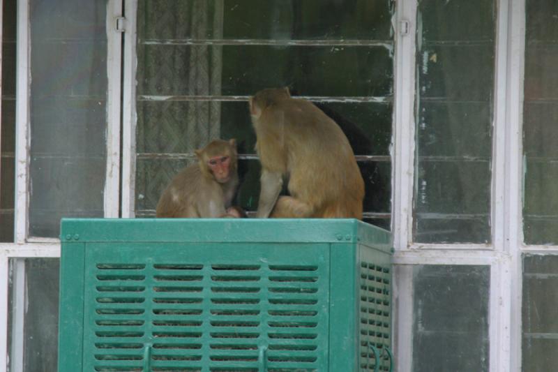Visitors