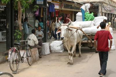 Working Cow