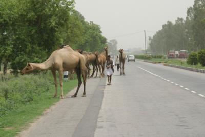 Camel herdsman