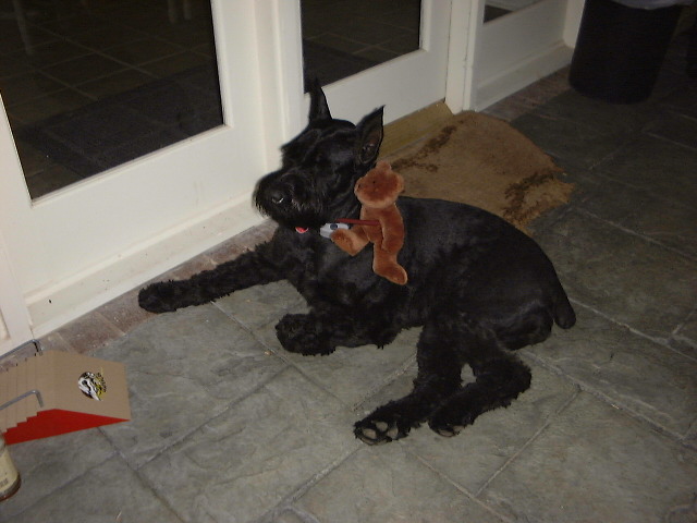 Mollie