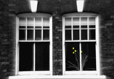 flowers in window