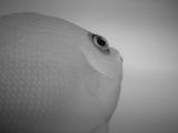 fish 1