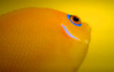 fish 2
