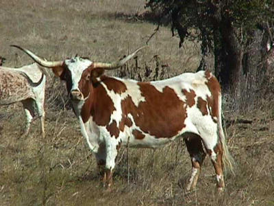 Some Real Texas Longhorns