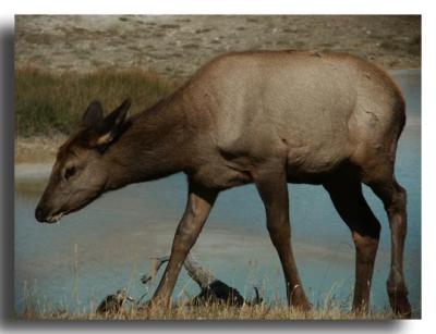 Elk Yearling, Yellowstone