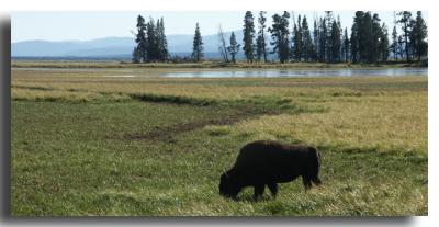 Nature's Lawnmower at Pelican Bay, Yellowstone