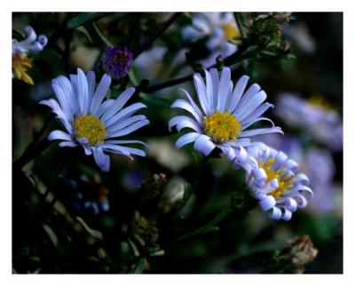Mountain Asters, Yellowstone