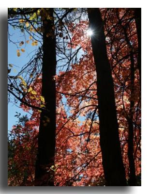 Maples in Palisades Canyon, Idaho