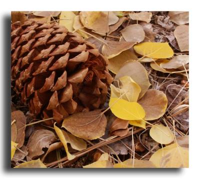 Pine cone, Aspen Leaves
