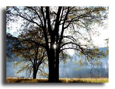 Valley Oaks, Stoneman Meadow