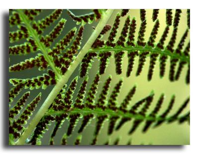 Fern with Spores